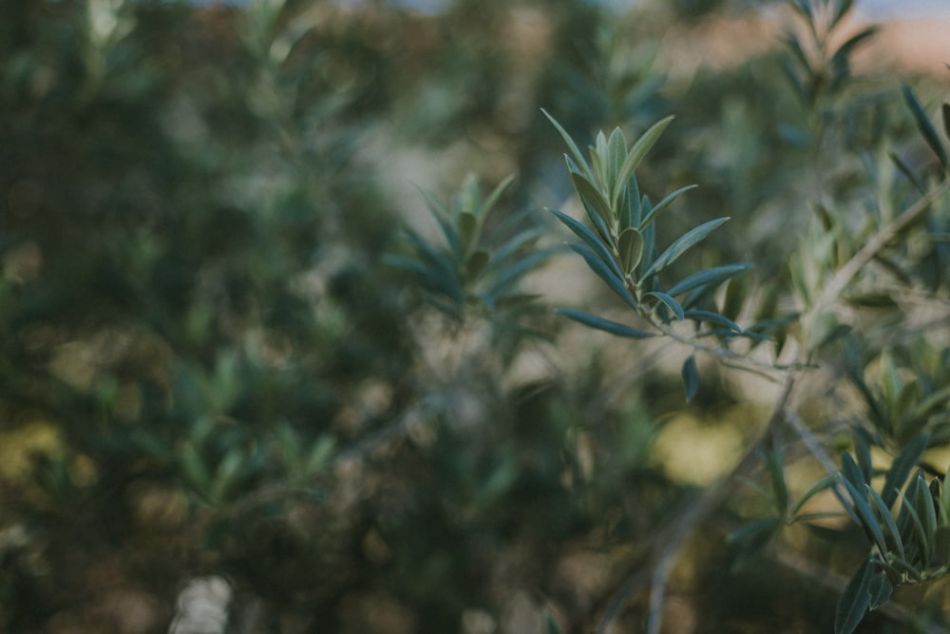 Branche d'olivier, déco, mariage champêtre, au domaine de Baulieu à Auch dans le Gers