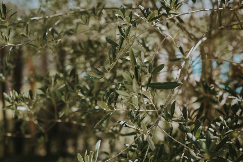 Branches d'olivier pour le domaine de baulieu pour un mariage champetre à Auch gers