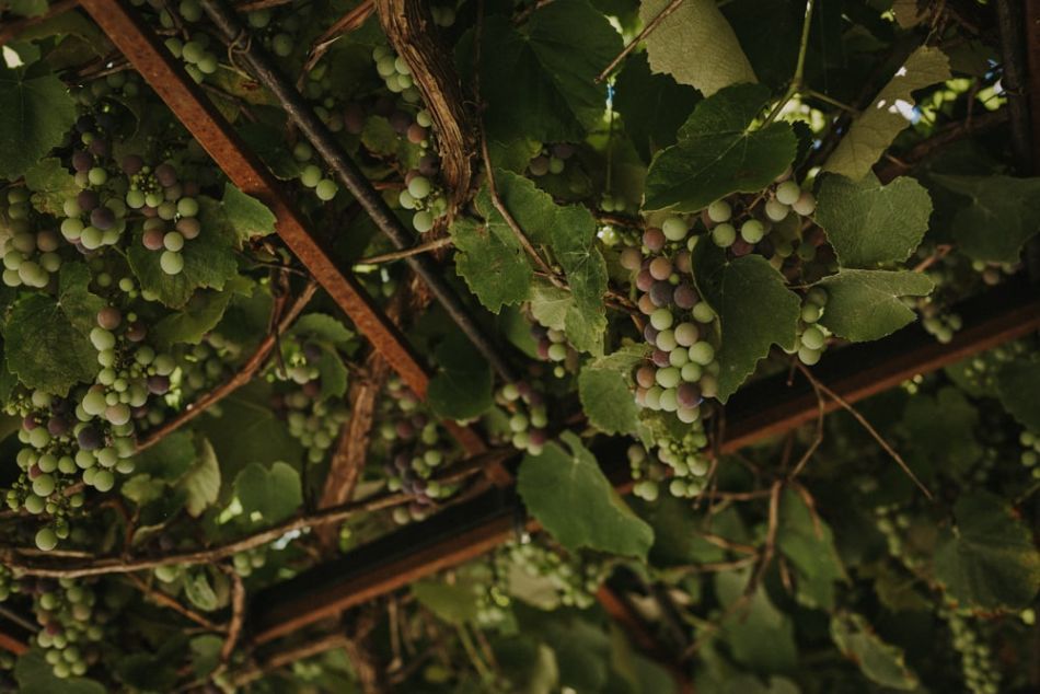 Décor de raisin sur la treille pour ce mariage champêtre au domaine de Baulieu à Auch