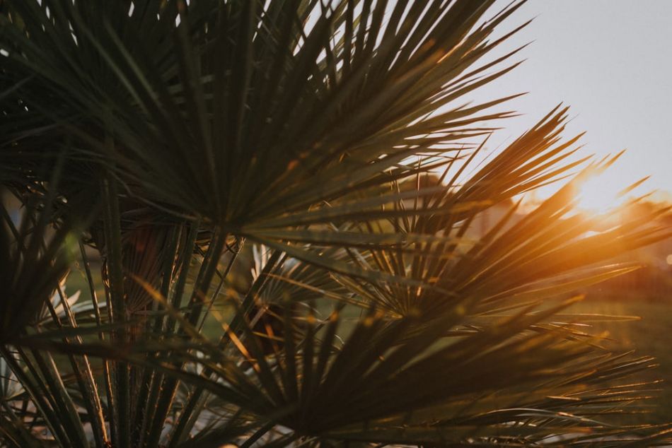 Soleil couchant et mariage champêtre au domaine de Baulieu à Auch, Gers