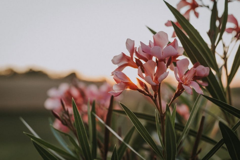 Détail de laurier rose , mariage champêtre au domaine de Baulieu à Auch, Gers