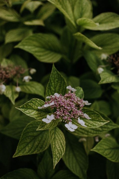 Détail floral mariage anglais écossais au château de la Côte avec MGphotographies